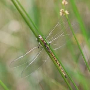 Hemicordulia australiae at QPRC LGA - 3 Dec 2023