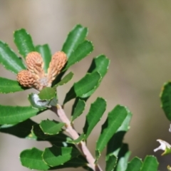 Banksia marginata (Silver Banksia) at Mongarlowe, NSW - 3 Dec 2023 by LisaH