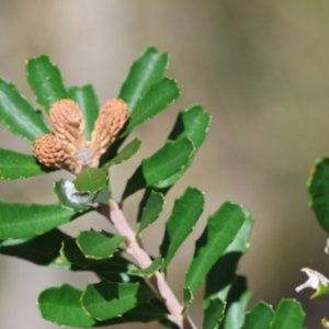 Banksia marginata at QPRC LGA - suppressed