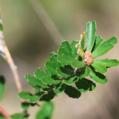 Banksia marginata at QPRC LGA - suppressed