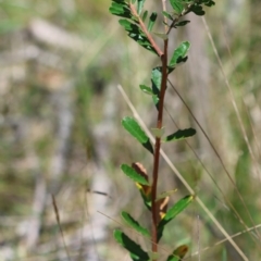 Banksia marginata at QPRC LGA - suppressed