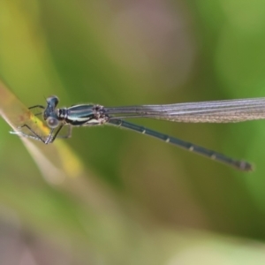 Austroargiolestes icteromelas at QPRC LGA - 3 Dec 2023