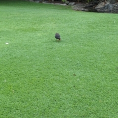 Gallinula tenebrosa (Dusky Moorhen) at Brisbane City Botanic Gardens - 27 Nov 2023 by Darcy