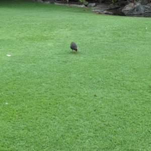 Gallinula tenebrosa at Brisbane City Botanic Gardens - 28 Nov 2023 07:13 AM