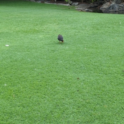 Gallinula tenebrosa (Dusky Moorhen) at Brisbane City Botanic Gardens - 28 Nov 2023 by Darcy