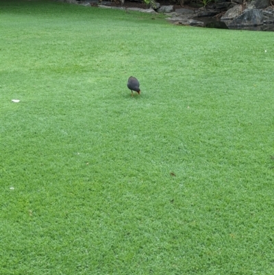 Gallinula tenebrosa (Dusky Moorhen) at Brisbane City, QLD - 27 Nov 2023 by Darcy