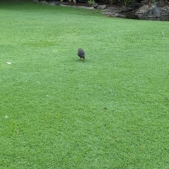 Gallinula tenebrosa at Brisbane City Botanic Gardens - 28 Nov 2023 07:13 AM
