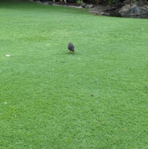 Gallinula tenebrosa at Brisbane City Botanic Gardens - 28 Nov 2023 07:13 AM