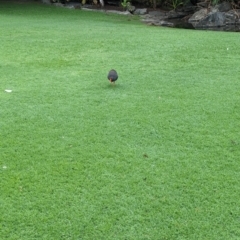 Gallinula tenebrosa at Brisbane City Botanic Gardens - 28 Nov 2023