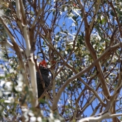 Callocephalon fimbriatum (Gang-gang Cockatoo) at Mongarlowe River - 3 Dec 2023 by LisaH