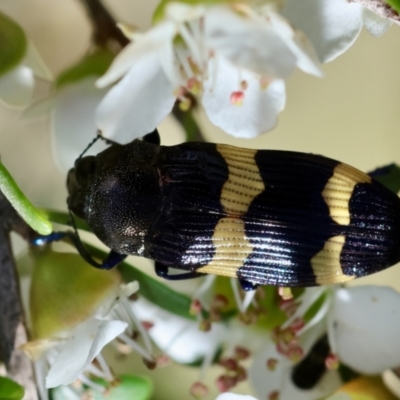 Castiarina bifasciata (Jewel beetle) at QPRC LGA - 3 Dec 2023 by LisaH