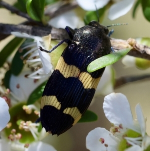 Castiarina bifasciata at QPRC LGA - suppressed