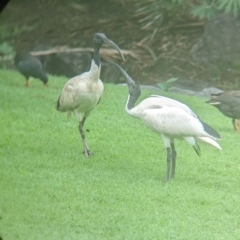 Threskiornis molucca (Australian White Ibis) at Brisbane City Botanic Gardens - 28 Nov 2023 by Darcy