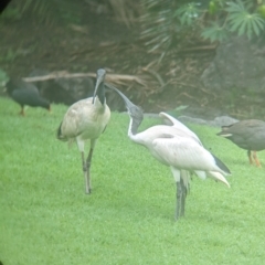 Threskiornis molucca at Brisbane City Botanic Gardens - 28 Nov 2023 07:14 AM