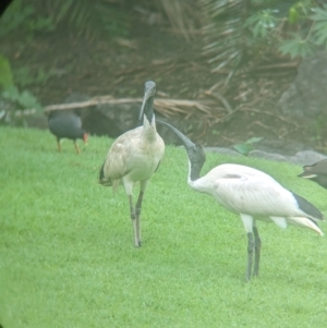 Threskiornis molucca at Brisbane City Botanic Gardens - 28 Nov 2023 07:14 AM