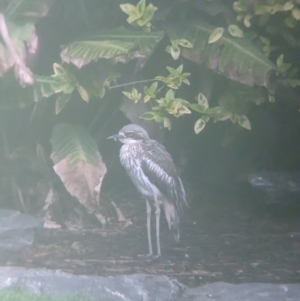 Burhinus grallarius at Brisbane City Botanic Gardens - 28 Nov 2023 07:15 AM