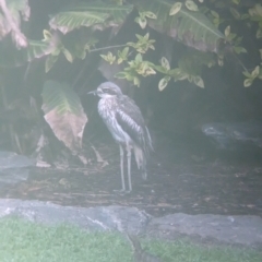 Burhinus grallarius at Brisbane City Botanic Gardens - 28 Nov 2023 07:15 AM