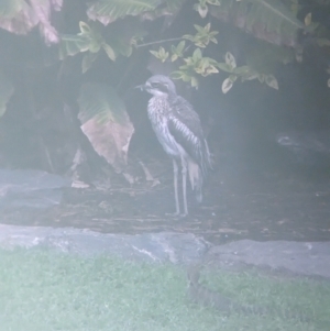 Burhinus grallarius at Brisbane City Botanic Gardens - 28 Nov 2023 07:15 AM