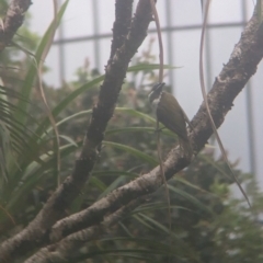 Entomyzon cyanotis (Blue-faced Honeyeater) at Brisbane City Botanic Gardens - 27 Nov 2023 by Darcy