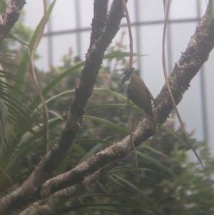 Entomyzon cyanotis at Brisbane City Botanic Gardens - 28 Nov 2023