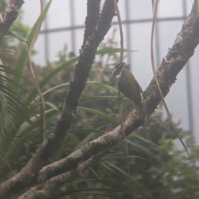 Entomyzon cyanotis (Blue-faced Honeyeater) at Brisbane City Botanic Gardens - 28 Nov 2023 by Darcy