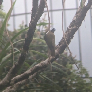 Entomyzon cyanotis at Brisbane City Botanic Gardens - 28 Nov 2023