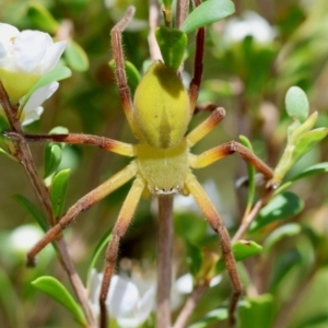 Neosparassus patellatus at QPRC LGA - suppressed