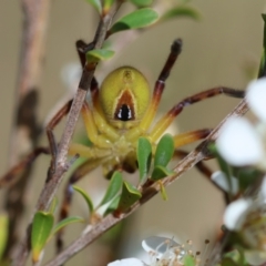 Neosparassus patellatus at QPRC LGA - suppressed