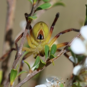 Neosparassus patellatus at QPRC LGA - suppressed