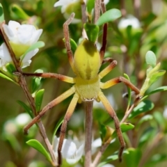 Neosparassus patellatus at QPRC LGA - suppressed