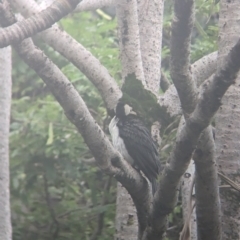 Microcarbo melanoleucos (Little Pied Cormorant) at Brisbane City, QLD - 27 Nov 2023 by Darcy