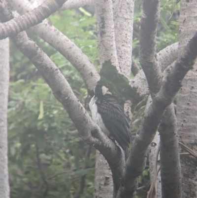 Microcarbo melanoleucos (Little Pied Cormorant) at Brisbane City Botanic Gardens - 27 Nov 2023 by Darcy