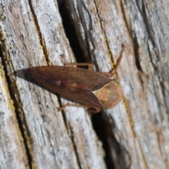 Brunotartessus fulvus (Yellow-headed Leafhopper) at Mongarlowe, NSW - 3 Dec 2023 by LisaH