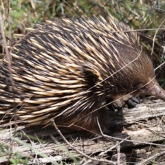 Tachyglossus aculeatus (Short-beaked Echidna) at Mongarlowe, NSW - 3 Dec 2023 by LisaH