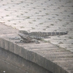 Intellagama lesueurii lesueurii (Eastern Water Dragon) at Brisbane City Botanic Gardens - 28 Nov 2023 by Darcy