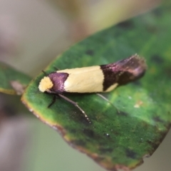 Edosa irruptella (A Tineid moth) at Mongarlowe, NSW - 3 Dec 2023 by LisaH