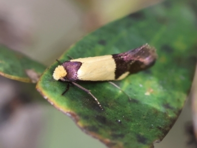 Edosa irruptella (A Tineid moth) at QPRC LGA - 3 Dec 2023 by LisaH