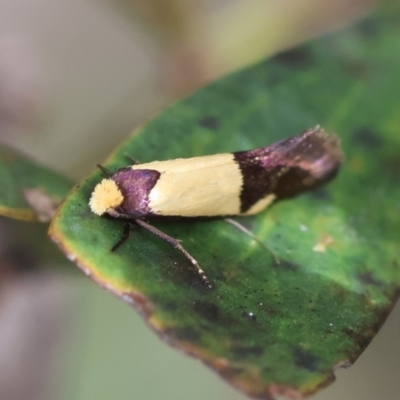 Edosa irruptella (A Tineid moth) at Mongarlowe, NSW - 3 Dec 2023 by LisaH