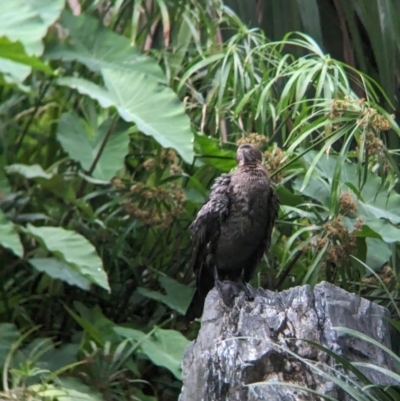 Phalacrocorax sulcirostris (Little Black Cormorant) at Brisbane City, QLD - 27 Nov 2023 by Darcy