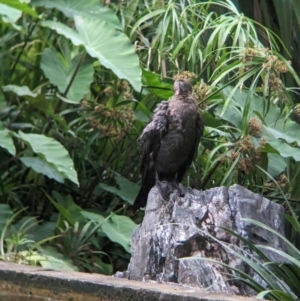 Phalacrocorax sulcirostris at Brisbane City Botanic Gardens - 28 Nov 2023 07:19 AM