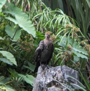 Phalacrocorax sulcirostris at Brisbane City Botanic Gardens - 28 Nov 2023