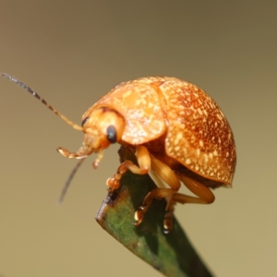 Paropsini sp. (tribe) (Unidentified paropsine leaf beetle) at Mongarlowe River - 3 Dec 2023 by LisaH