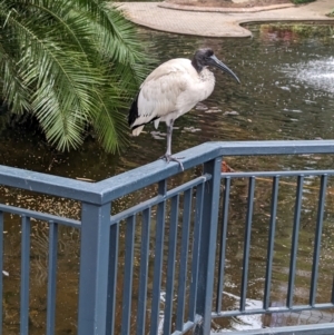 Threskiornis molucca at Brisbane City Botanic Gardens - 28 Nov 2023 07:22 AM