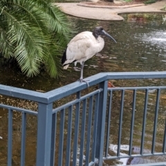 Threskiornis molucca at Brisbane City Botanic Gardens - 28 Nov 2023 07:22 AM