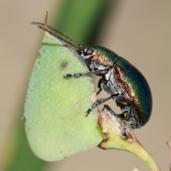 Edusella sp. (genus) (A leaf beetle) at Mongarlowe River - 3 Dec 2023 by LisaH