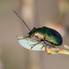 Edusella sp. (genus) at QPRC LGA - suppressed