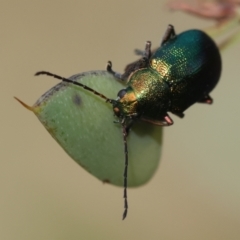 Edusella sp. (genus) at QPRC LGA - suppressed