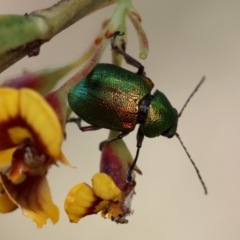 Edusella sp. (genus) at QPRC LGA - suppressed