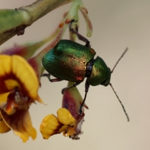 Edusella sp. (genus) at QPRC LGA - suppressed