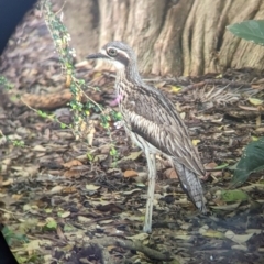 Burhinus grallarius (Bush Stone-curlew) at Brisbane City, QLD - 27 Nov 2023 by Darcy